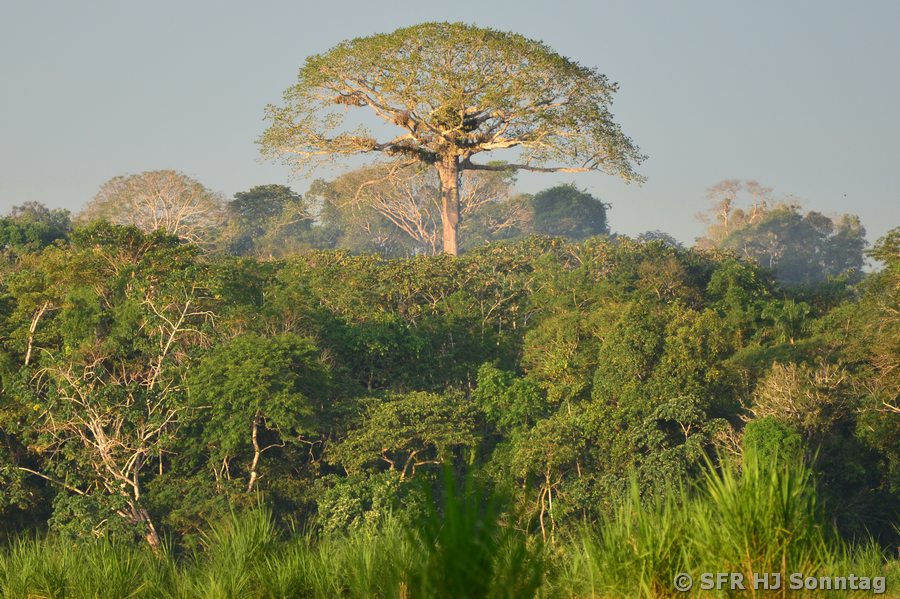 Urwaldgigant Kapokbaum in Ecuador