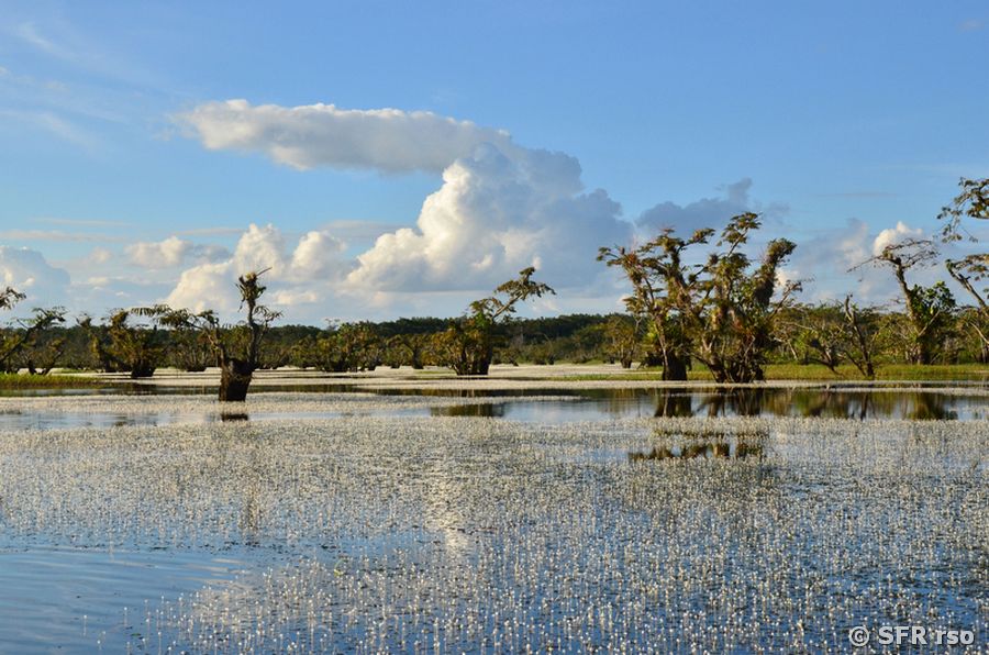 Weiße Blüten Lagune Canangueno, Ecuador