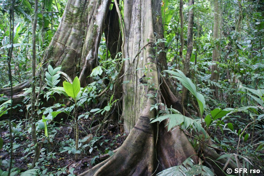 Würgefeigenstamm in Ecuador