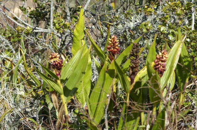 Elleanthus Discolor Orchidee, Ecuador