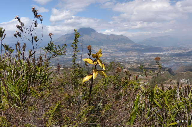 Tillandsia Lajensis am Imbabura Vulkan, Ecuador
