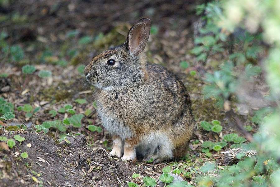 Brasilien Waldkaninchen Sylvilagus Brasiliensis Reserva Ecologica Antisana