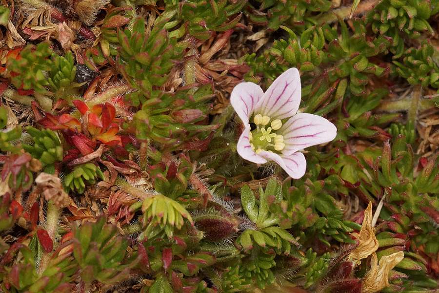 Geranium Multipartitum Reservat Ecologica Antisana