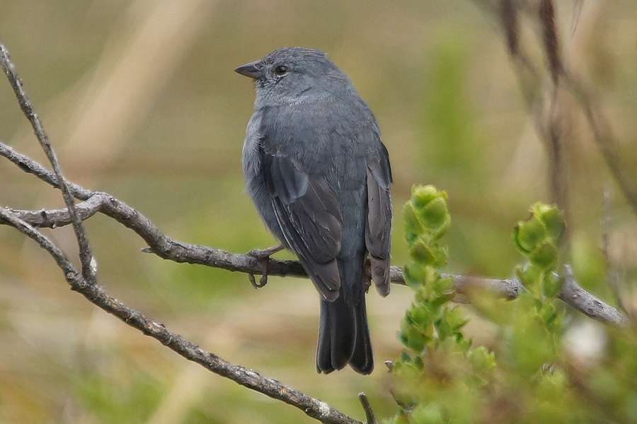 Maennliche Bleiammertangare Geospizopsis Unicolor Reservat Ecologica Antisana