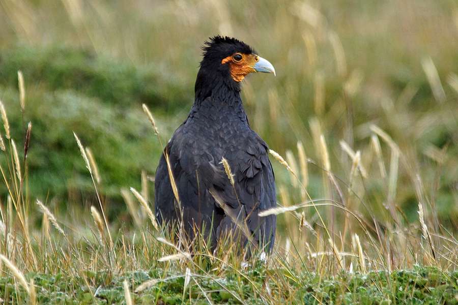 Streifenkarakara - Phalcoboenus carunculatus Reserva Ecologica Antisana
