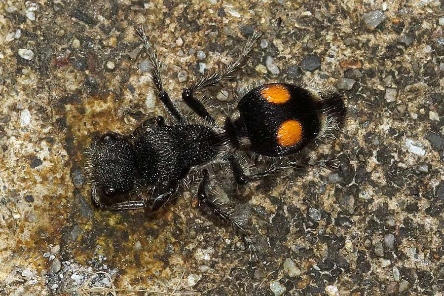 Ameisenwespen Mutillidae Cabanas San Isidro