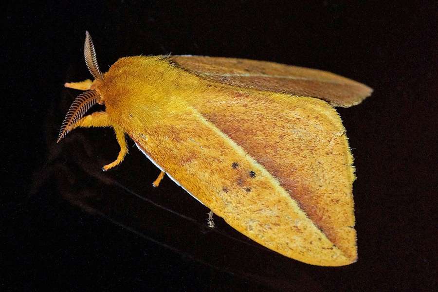 Automeris Cabanas San Isidro Ecuador