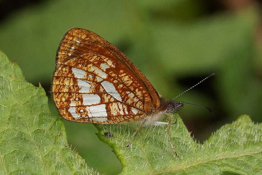 Lymanopoda Labda Cabanas San Isidro