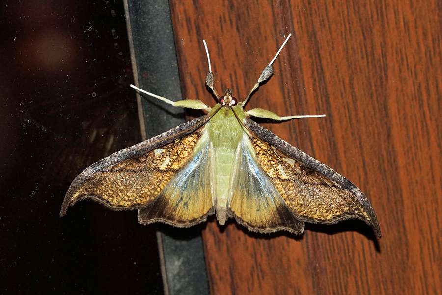Megaphysa Herbiferalis Cabanas San Isidro 
