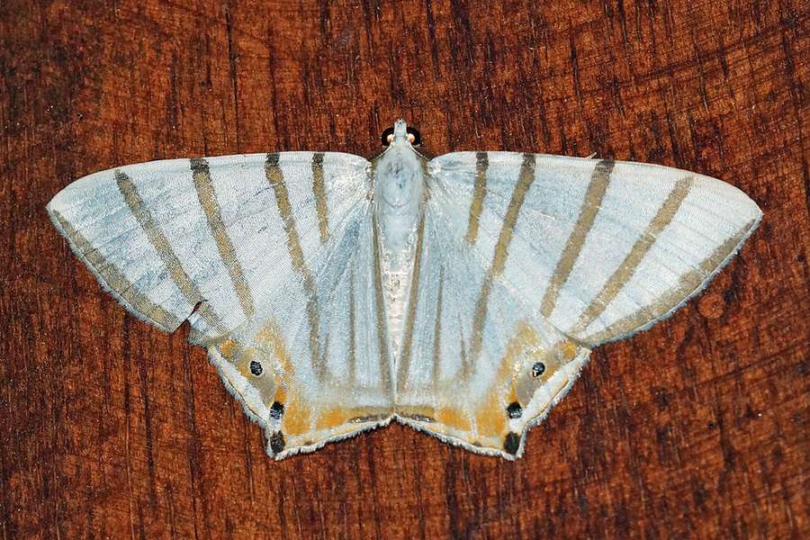 Phrygionis Platinata Cabanas San Isidro