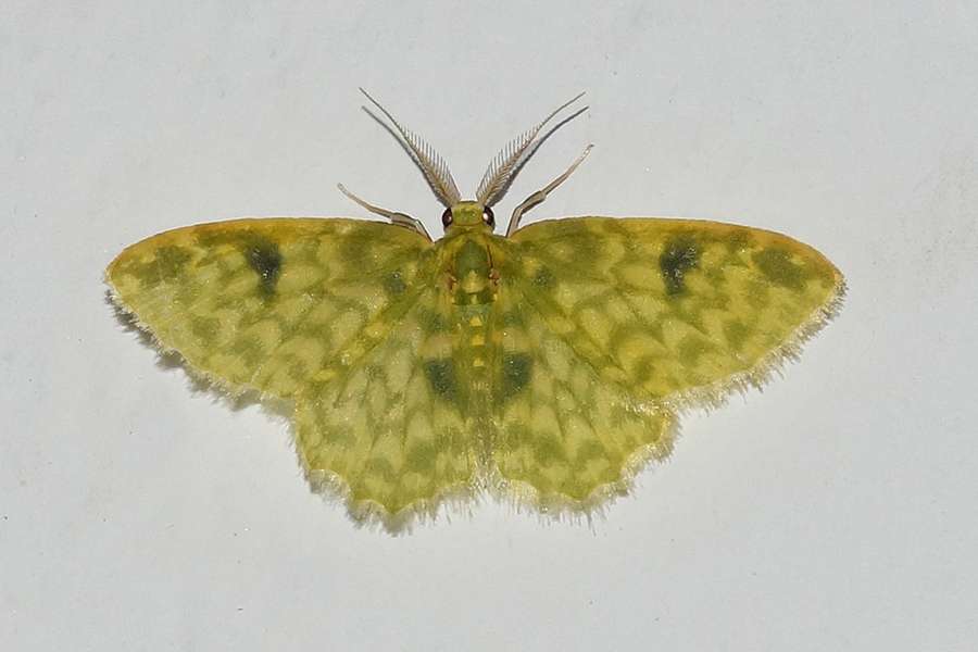 Spanner Geometridae Cabanas San Isidro