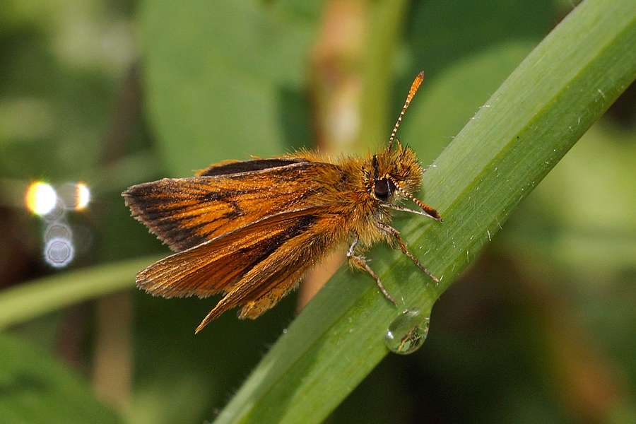 Dickkopffalter Condor Machay Ecuador