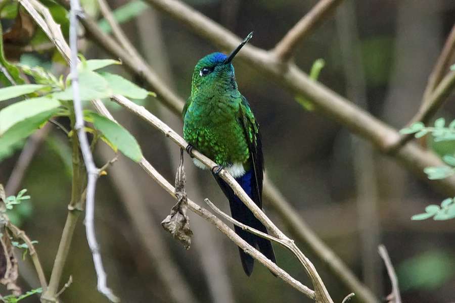Langschwanz Hoeschenkolibri Eriocnemis Luciani Condor Machay Ecuador