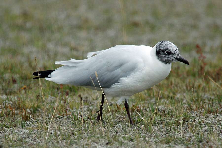 Andenmoewe Larus Serranus Cotopaxi Ecuador