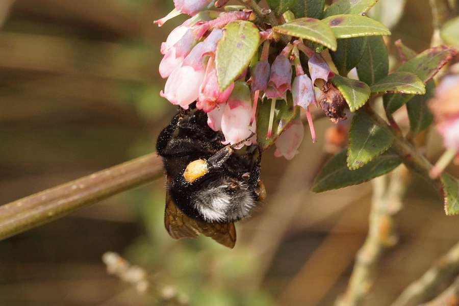 Bombus Funebris Cotopaxi Ecuador