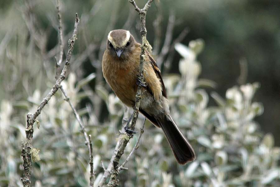 Fahlbrauen Schmaetzertyrann Ochthoeca Fumicolor Cotopaxi Ecuador