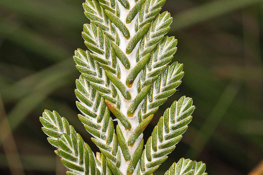 Loricaria Ilinissae Cotopaxi