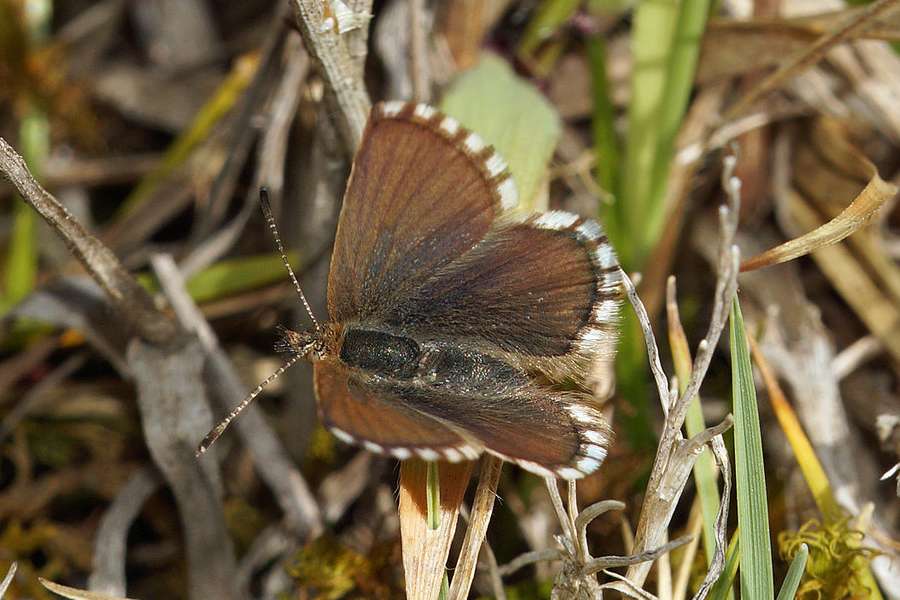 Paralycaeides Vapa Cotopaxi Ecuador