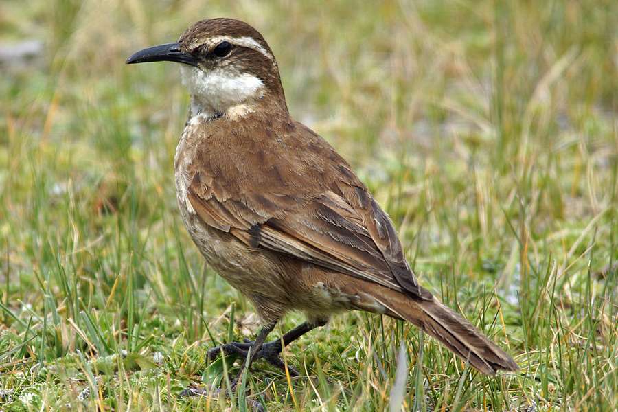 Schuppenbrust Uferwipper Cinclodes Excelsior Cotopaxi Ecuador