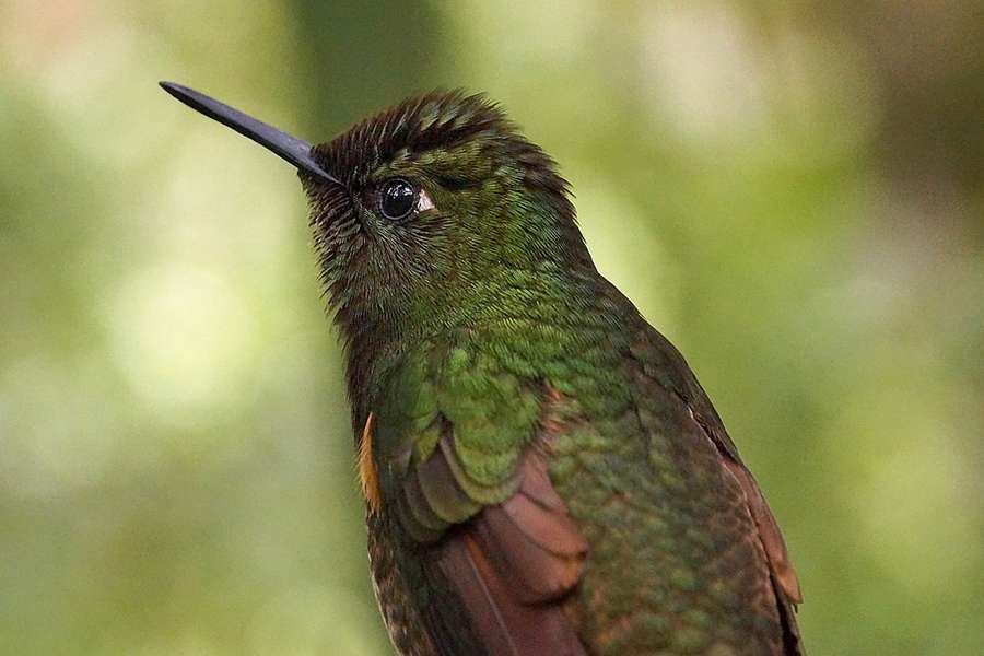 Fahlschwanzkolibri Boissonneaua Flavescens Guango Lodge Ecuador