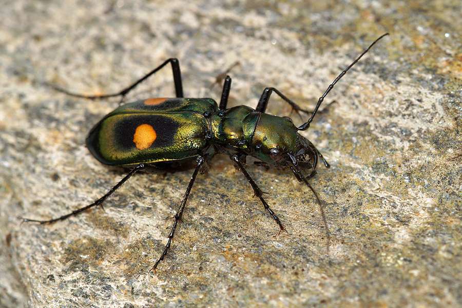 Pseudoxycheila Chaudoiri Guango Lodge Ecuador