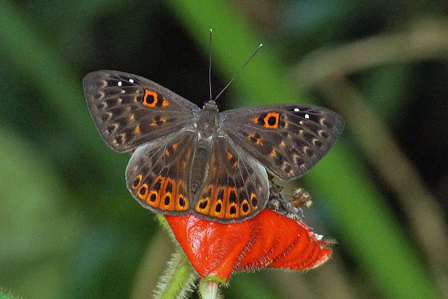 Eurybia Dardus Hakuna Matata Ecuador