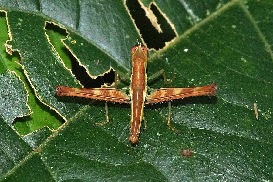 Grashuepfer Hakuna Matata Ecuador
