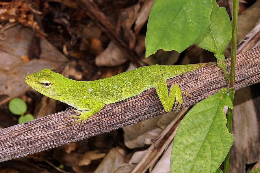 Anolis parvauritus Reservat Forestal la Perla Ecuador