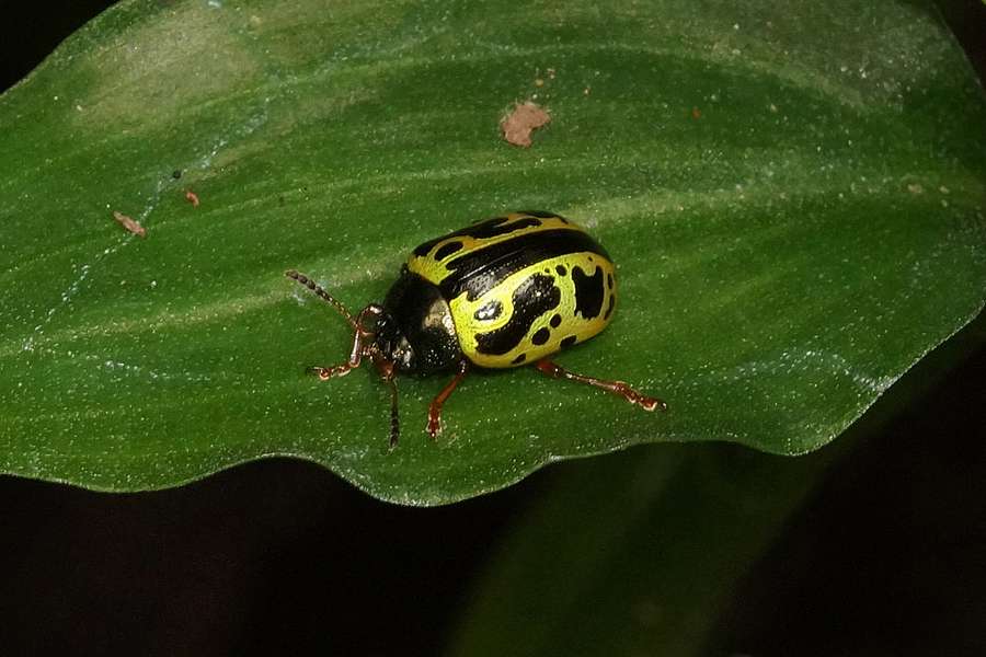 Calligrapha fulvipes Reservat Forestal la Perla