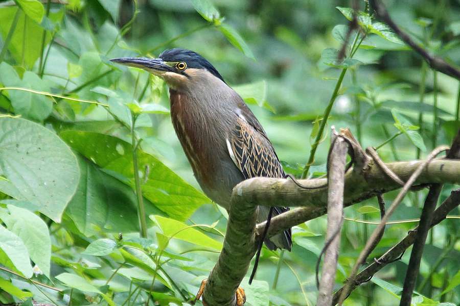 Mangrovereiher Butorides Striatus Reservat Forestal la Perla Ecuador