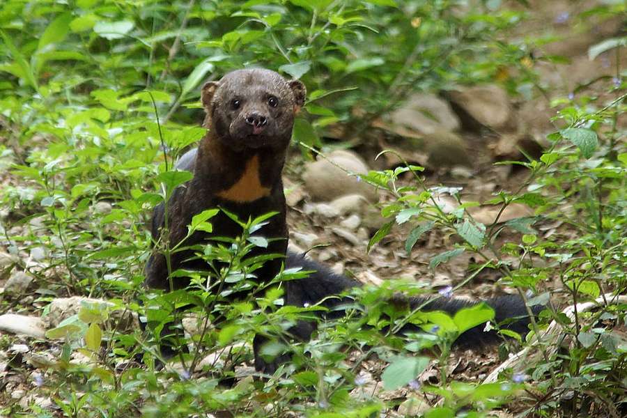 Tayra - Eira barbara Ecuador