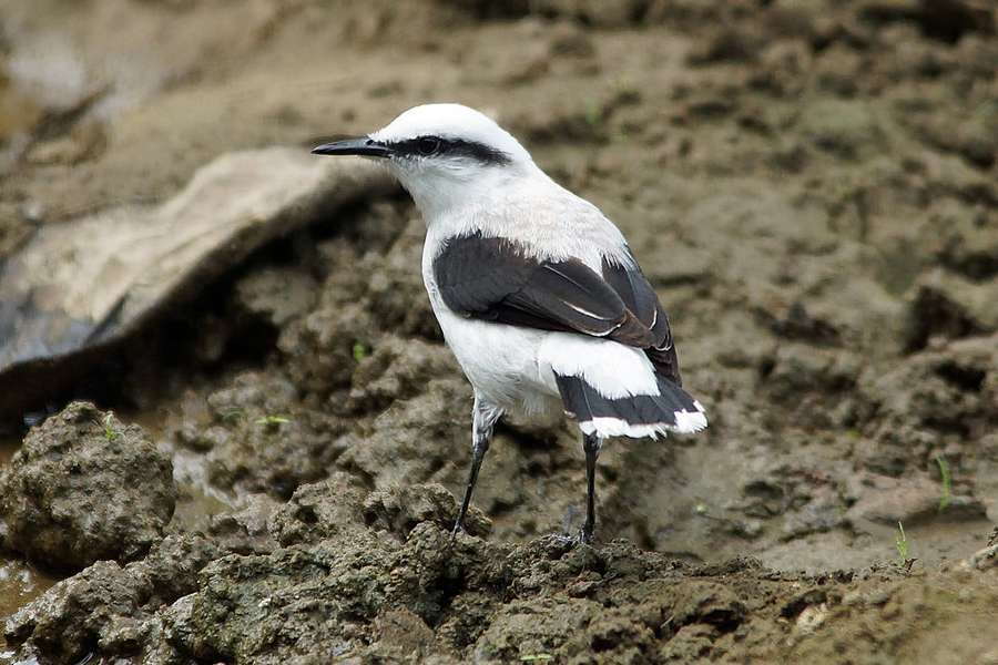 Wassertyrann Fluvicola Nengeta Reserva Forestal la Perla Ecuador