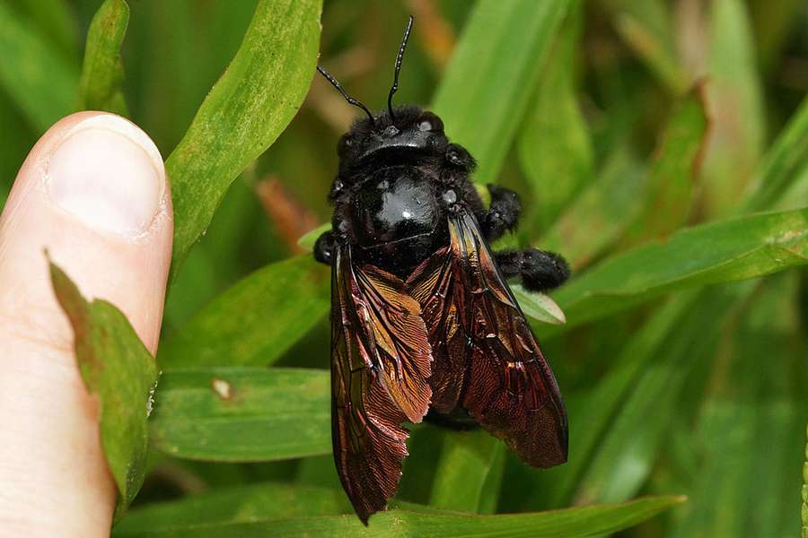 Xylocopa Sonorina Reserva Forestal la Perla Ecuador