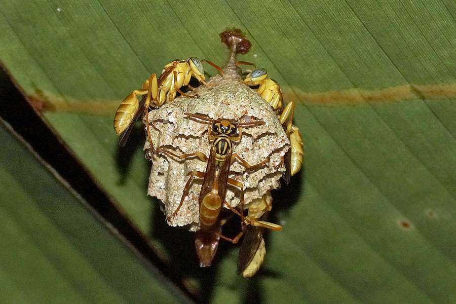 Wespen an ihrem Nest Napo Cultural Center Ecuador