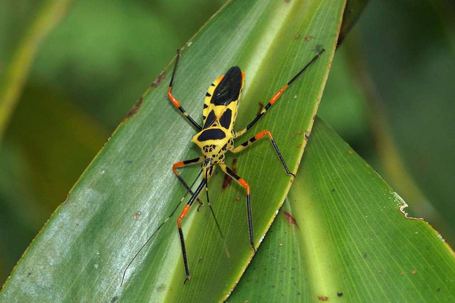 Zelus Armillatus Napo Cultural Center Ecuador