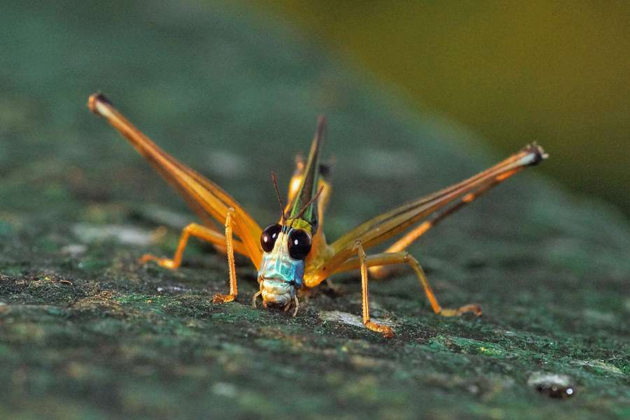 Eumastax Vittata Napo Wildlife Center Ecuador
