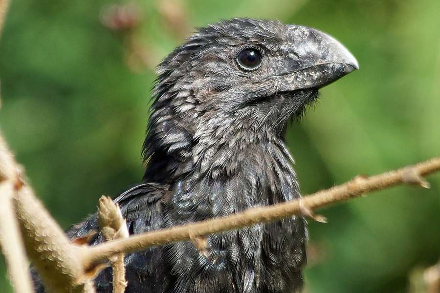 Glattschnabelani Crotophaga Ani Napo Wildlife Center Ecuador