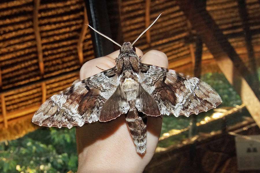 Grosser Grauschwaermer Pseudosphinx Tetrio Napo Wildlife Center Ecuador