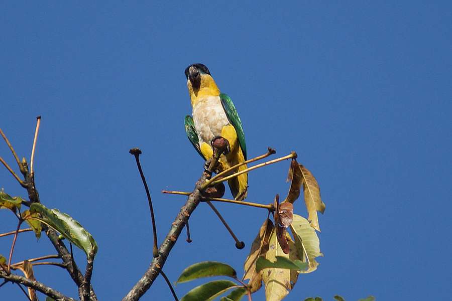 Gruenzuegelpapagei Pionites Melanocephalus Napo Wildlife Center Ecuador