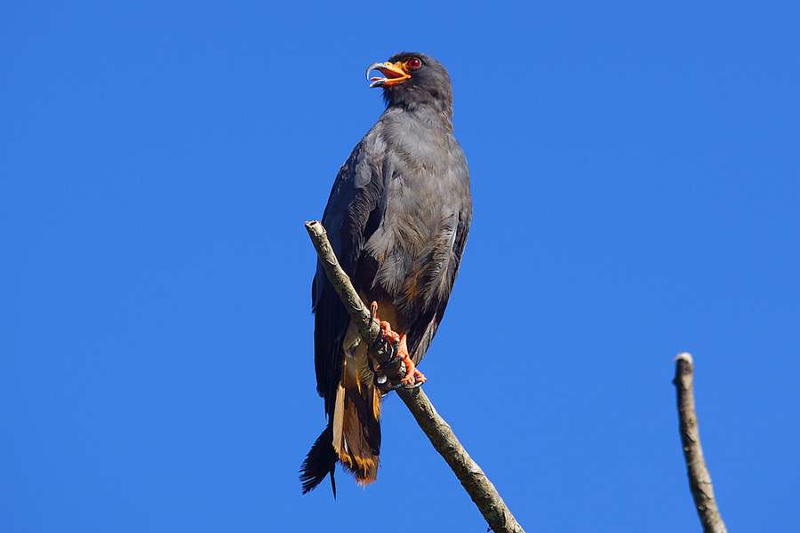 Schneckenweih Rostrhamus Sociabilis Napo Wildlife Center Ecuador