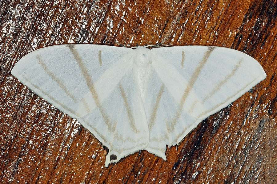 Therinia Transversaria Napo Wildlife Center Ecuador