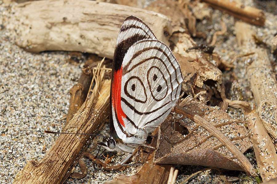Diaethria Rio Quijos Ecolodge Ecuador