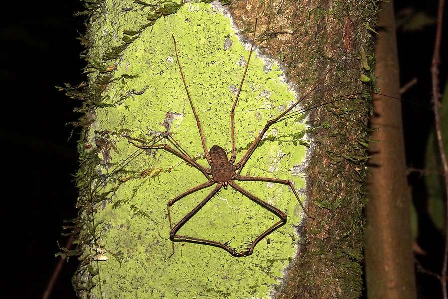 Geisselspinne Sacha Lodge Ecuador