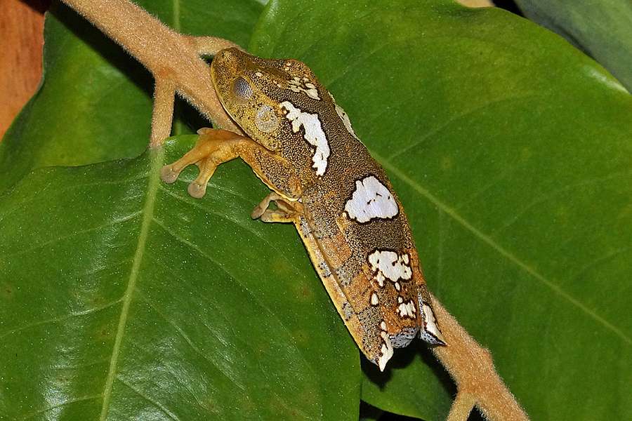 Hypsiboas Geographicus Sacha Lodge Ecuador