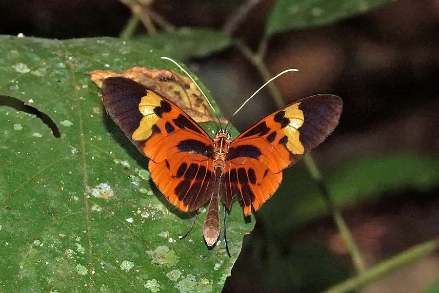 Melinaea Menophilus Cocana Sacha Lodge Ecuador