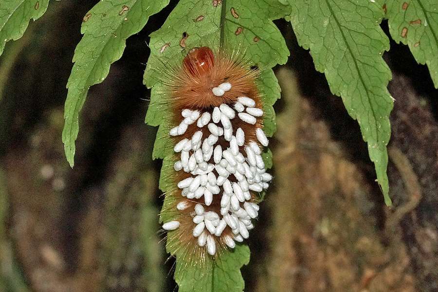 Raupe mit Kokons der Larven Parasitoider Hautfluegler Sacha Lodge Ecuador