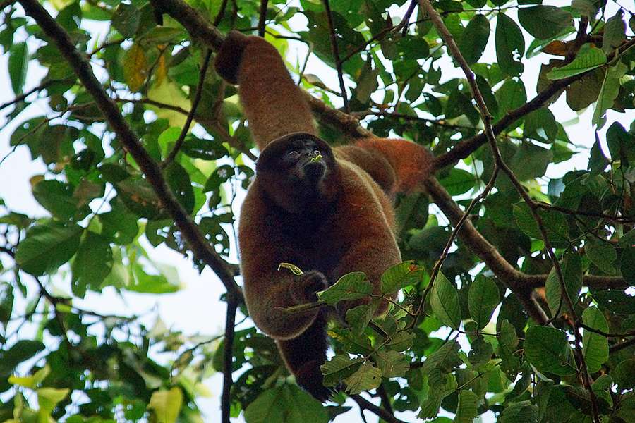 Roter Bruellaffe Alouatta Seniculus Sumak Allpa Ecuador