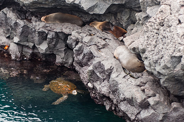 Beobachtung der Tierwelt mit dem Kayak auf Galápagos
