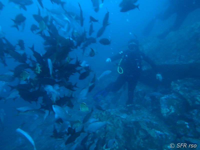 Fischschwarm mit Taucher vor den Galápagos Inseln