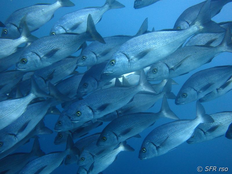 Fischschwarm beim Tauchen vor Galápagos